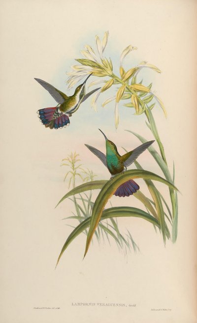 Lampornis veraguensis = Anthracothorax veraguensis - John Gould